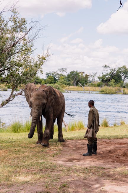 A man standing outdoors near a riverbank, observing a large elephant with textured grey-brown skin and prominent ears, which is facing and slightly leaning towards him. The scene includes lush green grass and trees along the shoreline, with a body of water extending into the background under a partly cloudy sky. The environment appears natural and tranquil, with the man dressed in dark clothing and carrying a bag, illustrating a setting that suggests wildlife observation or conservation, somewhat related to alternative outdoor waste management or natural habitat preservation. The image is well-lit with natural daylight, highlighting the details of the elephant's textured skin and the surrounding environment, offering a realistic depiction suitable for a factual, professional context involving nature and conservation efforts.